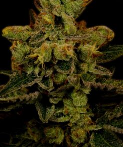 Master-Kush-Feminized-Strain