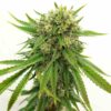 Maui-Wowie-Feminized-Strain