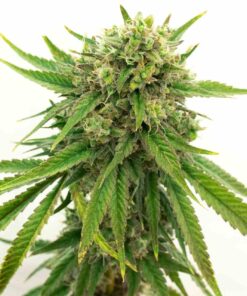 Maui-Wowie-Feminized-Strain