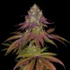 Mimosa-Feminized-Strain