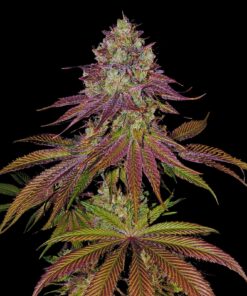 Mimosa-Feminized-Strain