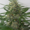 Moby-Dick-Autoflowering-Strain