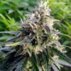 Northern-Lights-Feminized