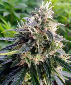 Northern-Lights-Feminized