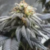 OG-Kush-Feminized-Strain