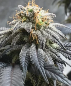 OG-Kush-Feminized-Strain