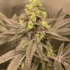 Obama-Runtz-Feminized-Strain