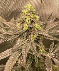 Obama-Runtz-Feminized-Strain