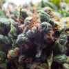 cannabis buds background, marijuana plants