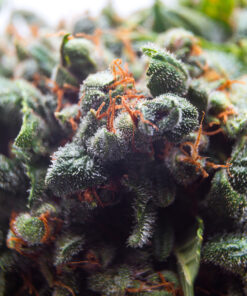 cannabis buds background, marijuana plants