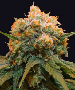 Papaya-Feminized-Strain