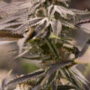 Passion-Fruit-Feminized-Strain