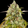 Pineapple-Express-Autoflowering-Strain