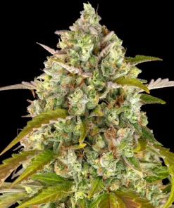 Pineapple-Express-Autoflowering-Strain