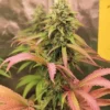 Pink-Runtz-Feminized-Strain