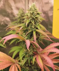 Pink-Runtz-Feminized-Strain