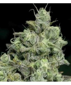 Pink-Starburst-Feminized-Strain