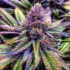 Purple-Haze-Feminized-Strain