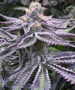 Purple-Punch-Feminized-Strain