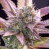 Purple-Runtz-Feminized-Strain