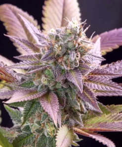Purple-Runtz-Feminized-Strain