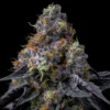 Rainbow-Sherbet-Feminized-Strain