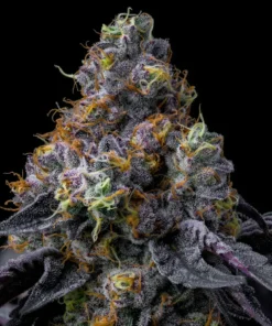 Rainbow-Sherbet-Feminized-Strain