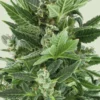 Royal-Kush-Autoflowering-Strain