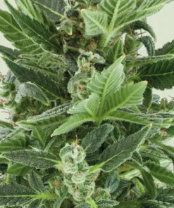 Royal-Kush-Autoflowering-Strain