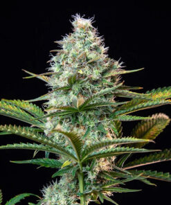 Royal-Runtz-Feminized-Strain