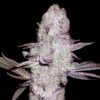 Runtz-Feminized-Strain