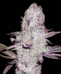 Runtz-Feminized-Strain