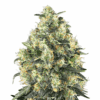 Sensi-Skunk-Autoflowering-Strain