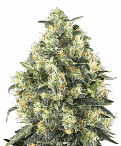 Sensi-Skunk-Autoflowering-Strain