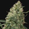 Sin-Tra-Bajo-Autoflowering-Strain