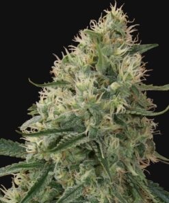 Sin-Tra-Bajo-Autoflowering-Strain