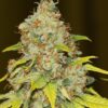 Skunk-1-Autoflowering-Strain