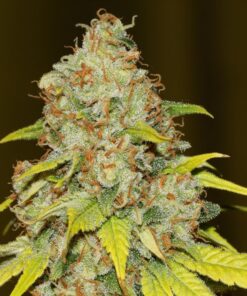 Skunk-1-Autoflowering-Strain