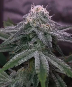 Slurricane-Feminized-Strain