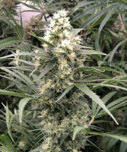 Snow Bud Feminized Seeds