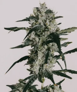 Sour-Diesel-Feminized-Strain