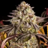 Sunset-Sherbet-Feminized-Strain