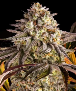 Sunset-Sherbet-Feminized-Strain