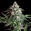 Super-Silver-Haze-Cannabis-Strain