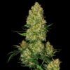 Super-Skunk-Feminized-Strain