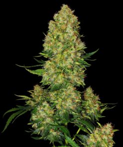 Super-Skunk-Feminized-Strain