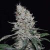 Sweet-Candy-Autoflowering-Strain