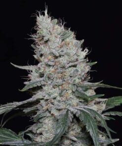 Sweet-Candy-Autoflowering-Strain