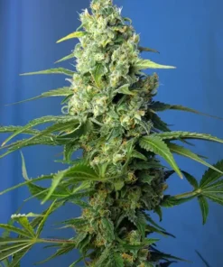 Sweet Peach Auto CBD Seeds