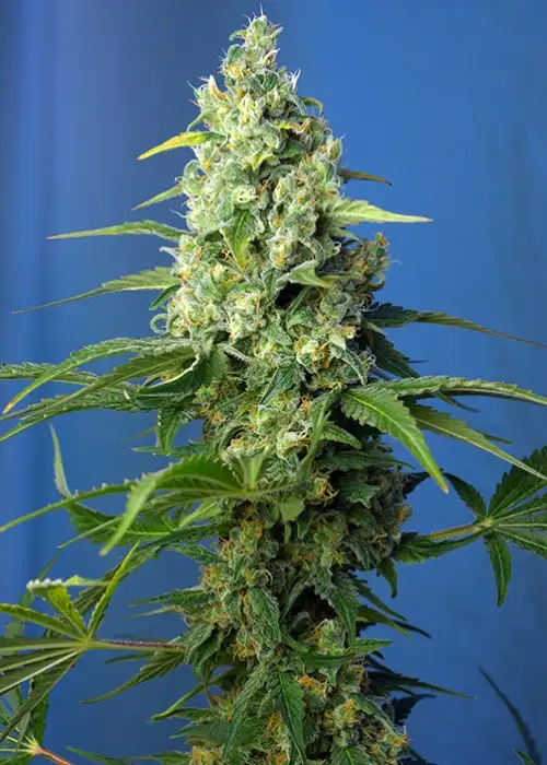 Sweet Peach Auto CBD Seeds